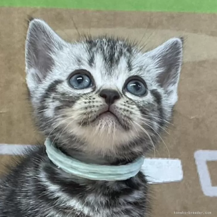 ID：2408-01601の子猫