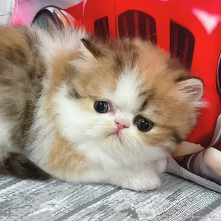 ID：2405-02474の子猫