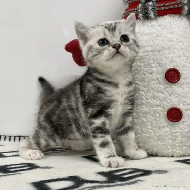 M.Y 様のお迎えした子猫