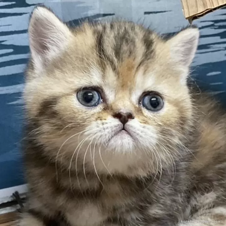 ID：2410-02366の子猫
