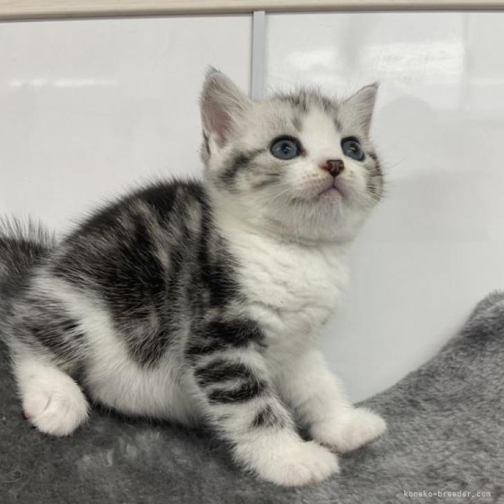 ポルキー 様のお迎えした子猫