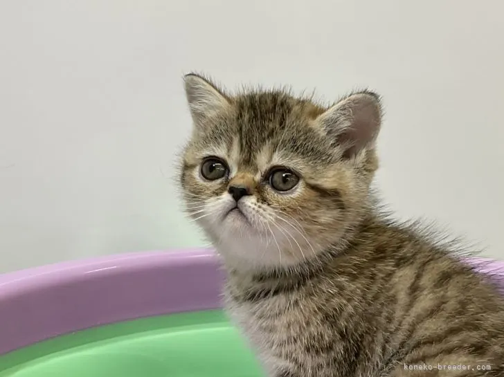 ID：2205-00290の子猫