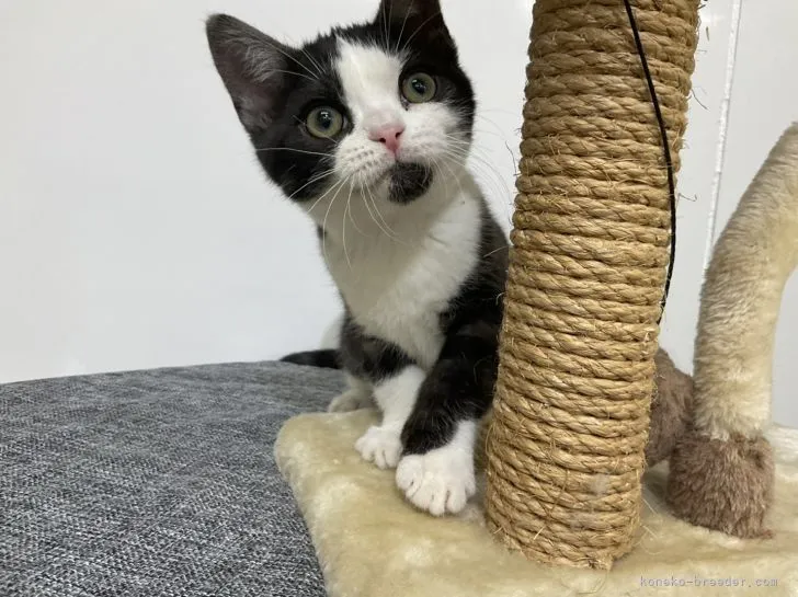 ID：2202-00209の子猫