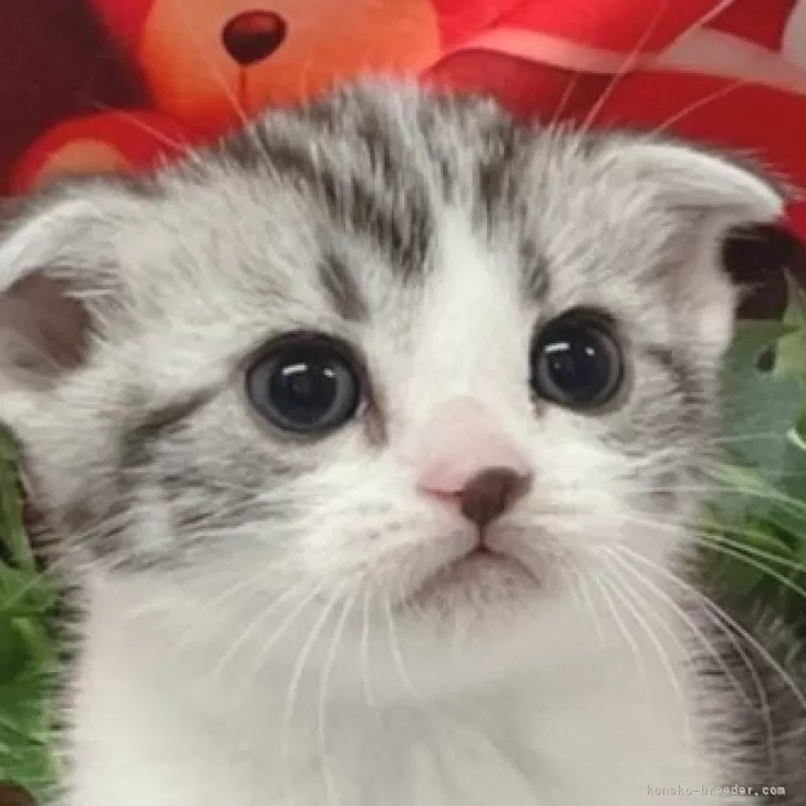 ID：2406-03334の子猫