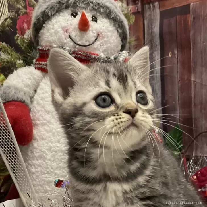 ID：2410-01555の子猫