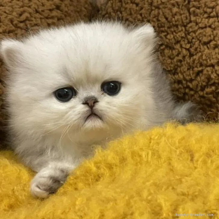 ID：2301-01976の子猫