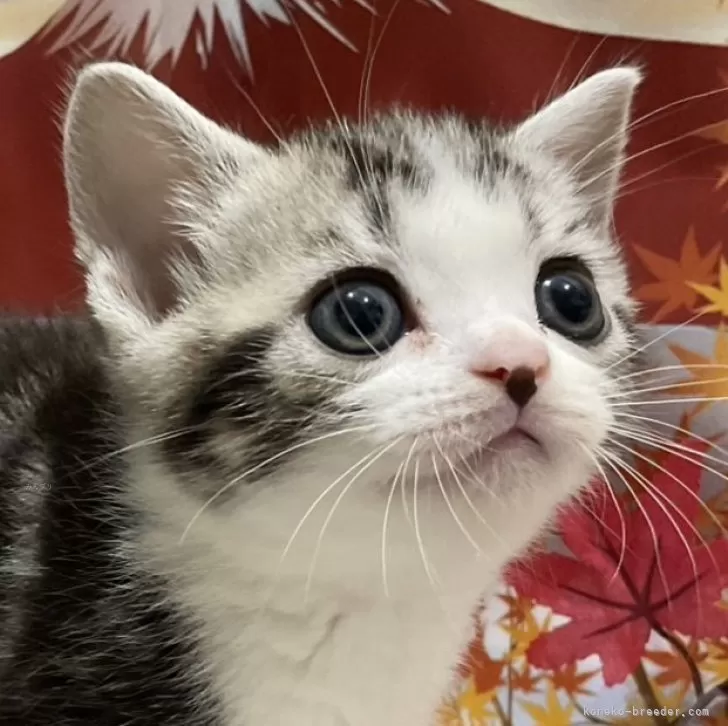 ID：2410-02669の子猫