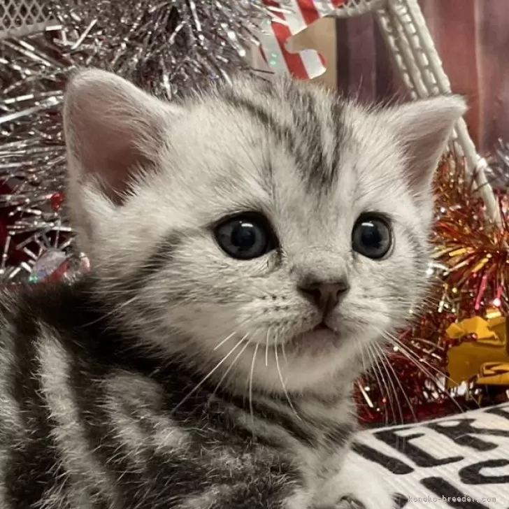 ID:2412-00255の子猫