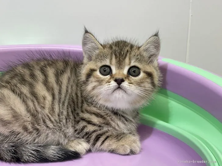 ID：2205-00279の子猫