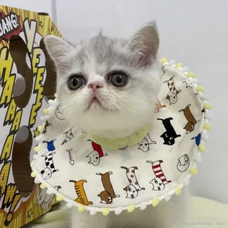 ID:2209-00046の子猫