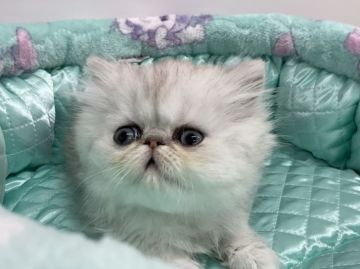 ペルシャ(チンチラ)【愛知県・男の子・2022年2月20日・シェーデットシルバー】の写真「とっても将来が楽しみなボクちゃんです❣」