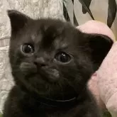 アメリカンショートヘア【愛知県・男の子・2024年7月20日・ブラックスモーク】の写真1「いつも思う事なんですが…ブラック系の撮影は難しいですわ💦上手く撮れてますか❓」