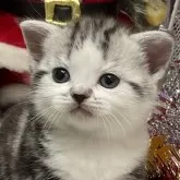 アメリカンショートヘア【愛知県・女の子・2024年11月5日・シルバータビー&ホワイト】の写真1