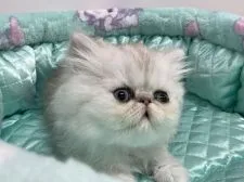 ペルシャ(チンチラ)【愛知県・男の子・2022年2月20日・シェーデットシルバー】の写真2