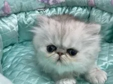 ペルシャ(チンチラ)【愛知県・男の子・2022年2月20日・シェーデットシルバー】の写真3