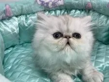 ペルシャ(チンチラ)【愛知県・男の子・2022年2月20日・シェーデットシルバー】の写真4「お目👀が零れそうだよ😊」