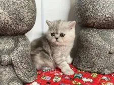 エキゾチックショートヘア【愛知県・女の子・2021年11月11日・ブルーシルバーパッチドタビー】の写真4「ちょっと緊張してまぁ～～～す😽」