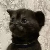 アメリカンショートヘア【愛知県・男の子・2024年7月20日・ブラックスモーク】の写真4