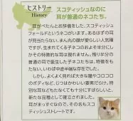 スコティッシュストレート【愛知県・女の子・2025年1月18日・シルバーパッチドタビー&ホワイト(三毛)】の写真13