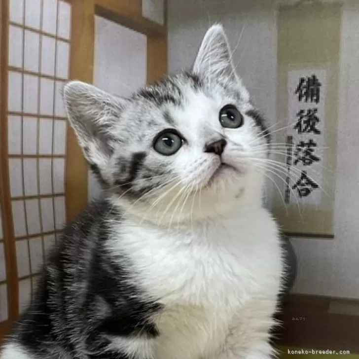 ID:2412-01714の子猫