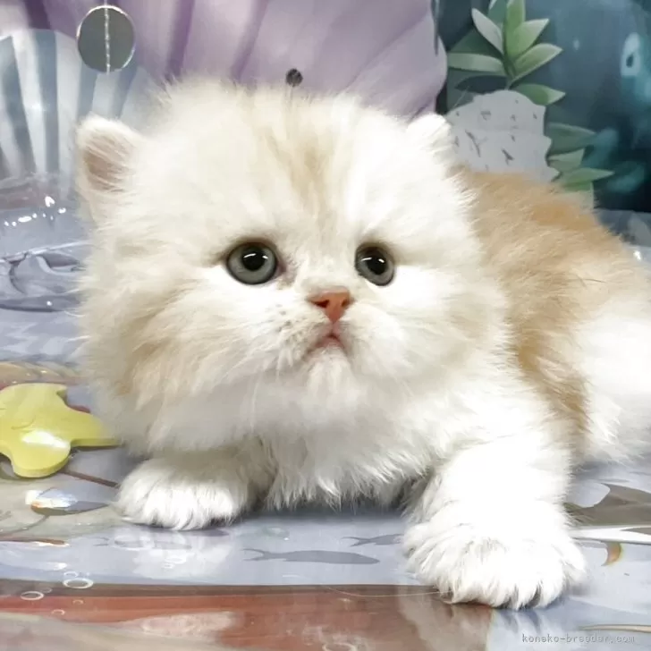 ID：2507-00454の子猫