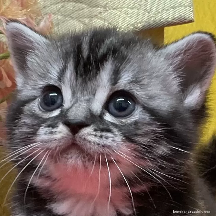 ID：2503-00036の子猫