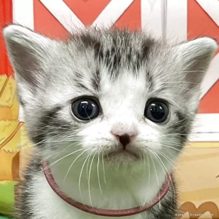 ID:2506-00038の子猫