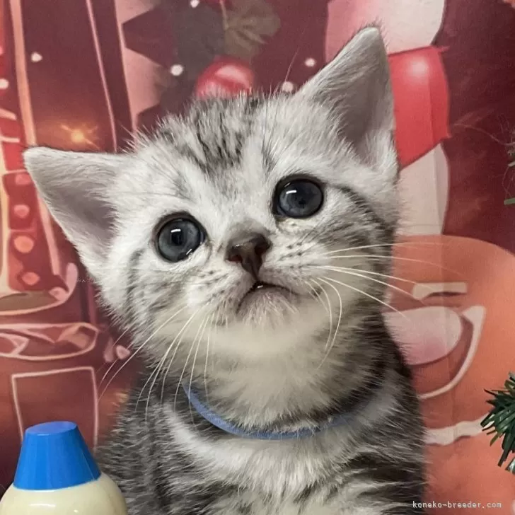 アメリカンショートヘア【愛知県・男の子・2025年10月23日・シルバータビー】の写真1