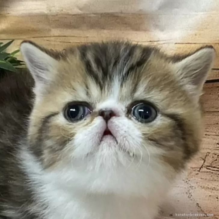 ID：2502-00568の子猫