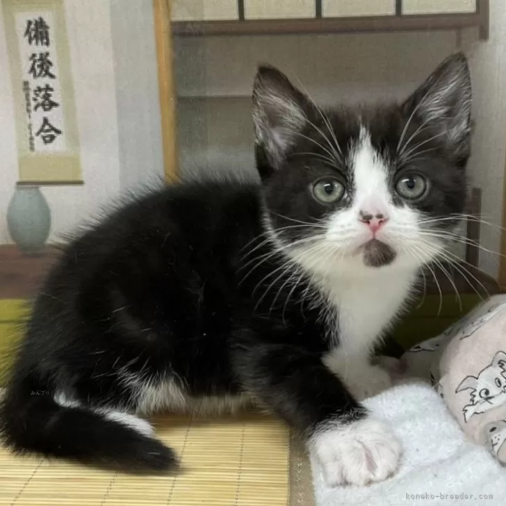 ID：2412-01661の子猫