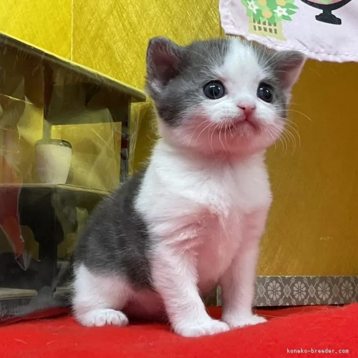 アメリカンショートヘア【愛知県・男の子・2026年2月6日・シルバータビー&amp;ホワイト】の写真1「今日はお雛祭り🎎・・・手作り撮影コーナーも明日から衣替え・・・記念になりますように🌸」