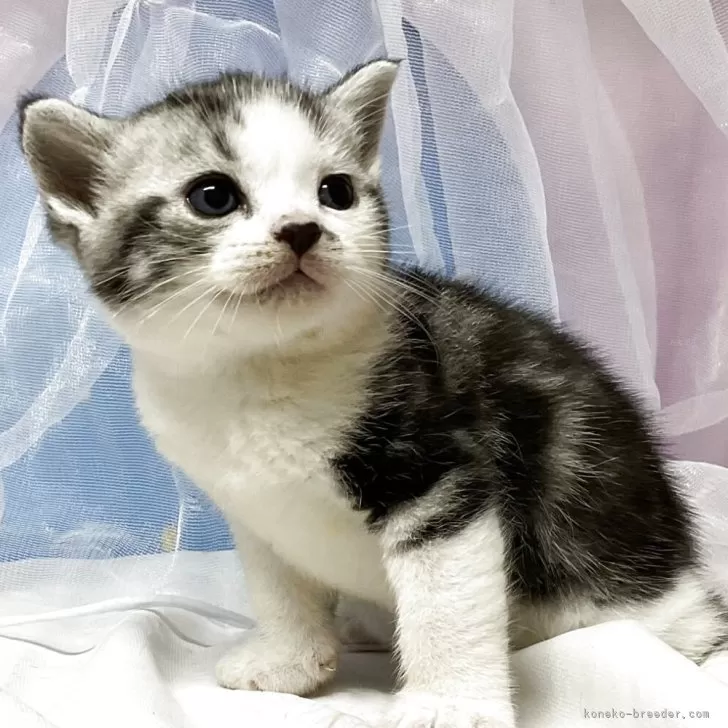 ID：2507-00758の子猫