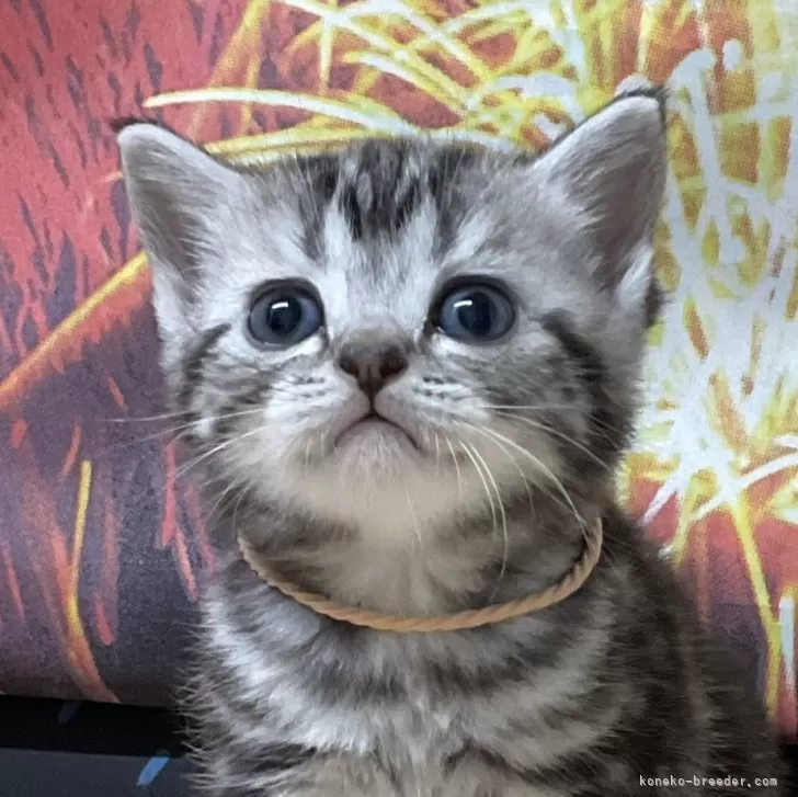 ID:2508-01165の子猫