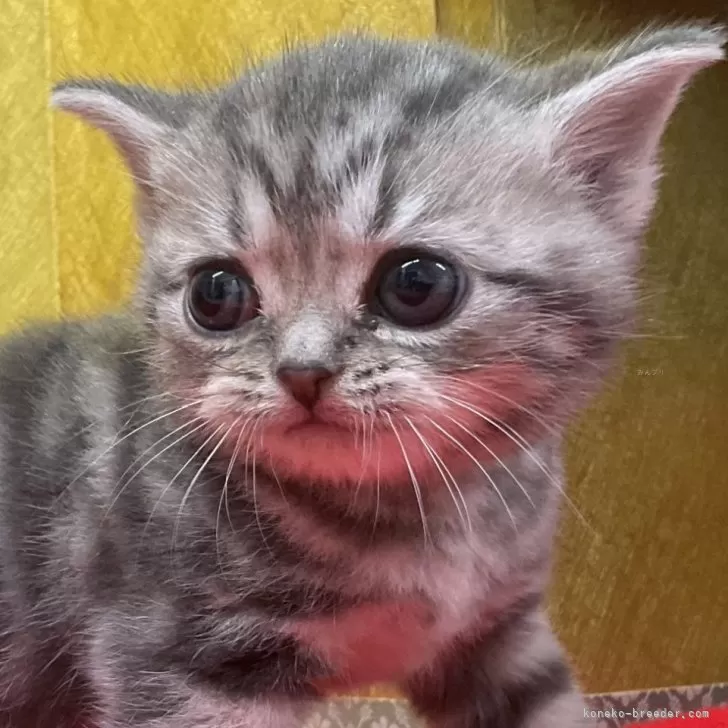 ID：2502-01259の子猫