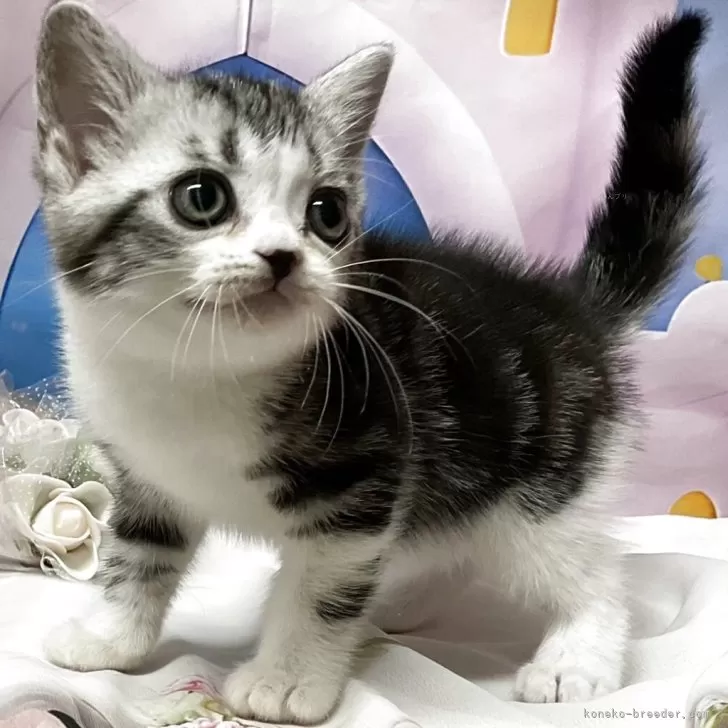 ID:2506-02961の子猫