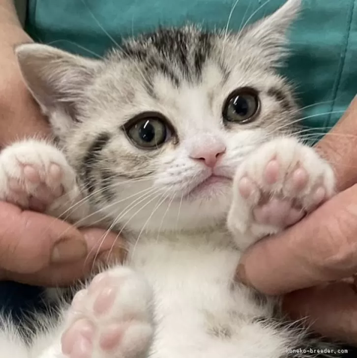 ID:2501-00920の子猫