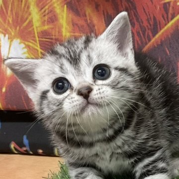 アメリカンショートヘア【愛知県・女の子・2025年7月14日・シルバータビー】の写真「『猫癒し噺～』🐱」
