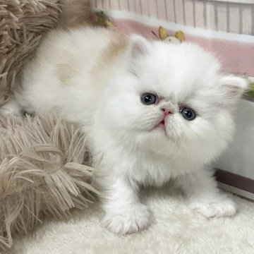 エキゾチックショートヘア【愛知県・男の子・2025年10月25日・カメオタビー&ホワイト(予定)（ロングヘア）】の写真「『猫癒し噺～』🐱」