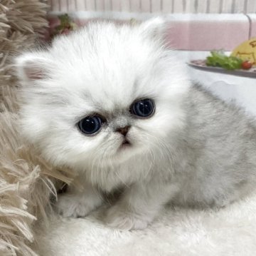 エキゾチックショートヘア【愛知県・女の子・2025年10月25日・シェーデットシルバー（ロングヘア）】の写真「『🐱猫癒し噺～』」