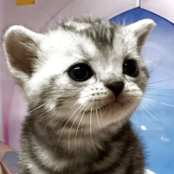 アメリカンショートヘア【愛知県・男の子・2025年5月28日・シルバータビー】の写真「『猫癒し噺～😽』　CH/ギブリ君の初子です💕」