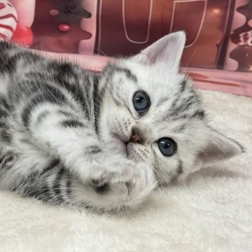 アメリカンショートヘア【愛知県・男の子・2025年10月25日・シルバータビー】の写真「『猫癒し噺～』🐱　」