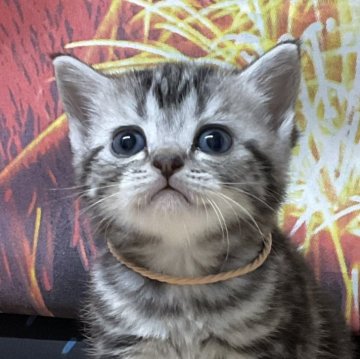 アメリカンショートヘア【愛知県・女の子・2025年7月9日・シルバータビー】の写真「『猫癒し噺～』🐱」
