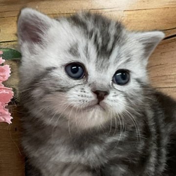 アメリカンショートヘア【愛知県・男の子・2025年1月10日・シルバータビー】の写真「ママ猫🐱初産の一人っ子で～～～す💕」
