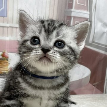 アメリカンショートヘア【愛知県・男の子・2025年10月7日・シルバータビー】の写真「『🐱猫癒し噺～』」