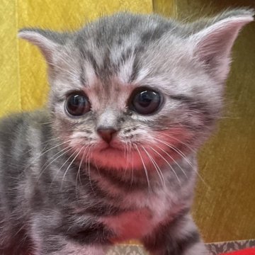 アメリカンショートヘア【愛知県・男の子・2025年1月13日・ブルータビー】の写真「一目見た時に目が👀印象的で心に残るボクちゃん🥰」