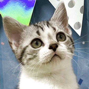 アメリカンショートヘア【愛知県・男の子・2025年7月14日・シルバータビー&ホワイト】の写真「『猫癒し噺～』🐱」