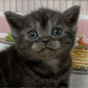 アメリカンショートヘア【愛知県・男の子・2025年10月7日・ブラックスモーク(予定)】の写真「『🐱猫癒し噺～』」