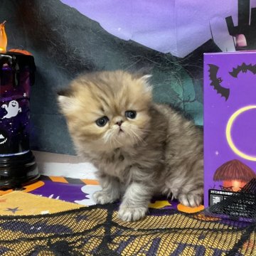 エキゾチックショートヘア【愛知県・女の子・2025年9月26日・ブラウンタビー】の写真「『猫癒し噺～』🐱　」