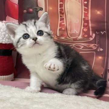 アメリカンショートヘア【愛知県・女の子・2025年10月25日・シルバータビー&ホワイト】の写真「『🐱猫癒し噺～』」