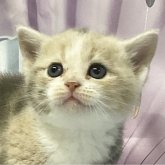 アメリカンショートヘア
